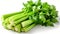 Fresh celery isolated on white background. Closeup image of celery
