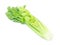 Fresh celery vegetable on white background, healthy food concept