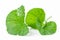 Fresh centella, Green leaf