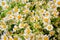 Fresh Chamomile flower white and yellow background
