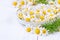 Fresh chamomile flowers