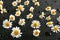 Fresh chamomile flowers and drops of water on dark table