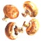 Fresh champignon. Set of Royal mushroom champignons, close-up, isolated, hand drawn watercolor illustration on white