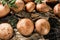 Fresh champignons on a natural background, top view. Royal brown mushrooms in raindrops. The idea of growing organic food