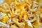 Fresh chanterelle mushrooms background