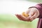 Fresh chanterelle mushrooms in female teen hand