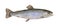 Fresh char fish isolated on white background Salvelinus confluentus