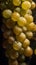 Fresh Chardonnay grapes with drops of water. Generative AI