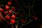 Fresh cherries on black background in a low key under hard shadows. Rustic organic home-grown berries. Cozy countryside