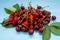 Fresh cherries scattered on a blue wooden table.