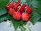 Fresh cherries on the table