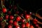 Fresh cherry on black background in a low key under hard shadows. Rustic organic home-grown berries. Cozy countryside