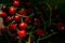 Fresh cherry on black background in a low key under hard shadows. Rustic organic home-grown berries. Cozy countryside