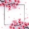 Fresh Cherry blossom, sakura flowers on white background