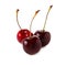 Fresh Cherry, Cherries isolated on white Background