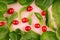 Fresh cherry tomato and leaves spinach on soft gentle pink background, closeup. Cheerful modern spring food backdrop.