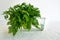 Fresh Chervil Parsley Bunch in a Glass on white background. Good for soup and fish dishes.