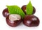 Fresh chestnut with leaf on white background