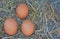 Fresh Chicken Egg On Wooden Background