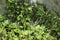 Fresh chickweed in a sieve in front of wild garlic