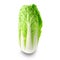 Fresh chinese napa cabbage isolated on white background