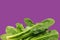 Fresh chinese spinach on a purple background