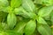 Fresh chinese wild mint leaves in the garden, top view