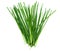 Fresh chives herb