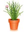 Fresh Chives Herb in a Flowerpot