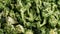 Fresh chopped broccoli. Raw sliced vegetable ingredients closeup.