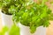 Fresh cilantro herb coriander leaf in pot