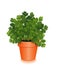 Fresh Cilantro Herb in a Flower Pot