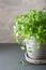 Fresh cilantro herb in pot