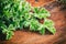 Fresh citronella leaves on wooden background