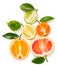 Fresh citrus fruit, above view.