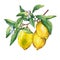 Fresh citrus fruit lemon on a branch with fruits, green leaves, buds and flowers.