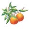 Fresh citrus fruit oranges on a branch with fruits, green leaves, buds and flowers.