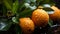 Fresh citrus fruit on a wet leaf, nature healthy refreshment generated by AI