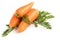 Fresh clean carrot with green leaves lies on an isolated white background.