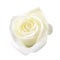 Fresh clean white rose beauty multi layer petal. isolated on white background with clipping path. symbol of romance pure love. no