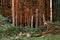 A fresh clear-cut area with fresh logs and branches and a lonely standing stump left for nature