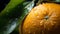 Fresh_Clementine_fruit_with_water_droplets1_2