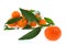 Fresh clementines organic farming, on a white background