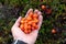 Fresh cloudberries in hand