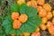 Fresh cloudberry