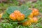 Fresh cloudberry