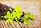 Fresh clover leaves over wooden background