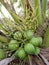 Fresh cluster of green coconut on the tree with bees sucking nectar to make honey in the background