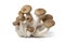 Fresh cluster of Nameko mushrooms