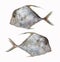 Fresh Cobbler Fishes or Diamond trevallies fish isolated on whit